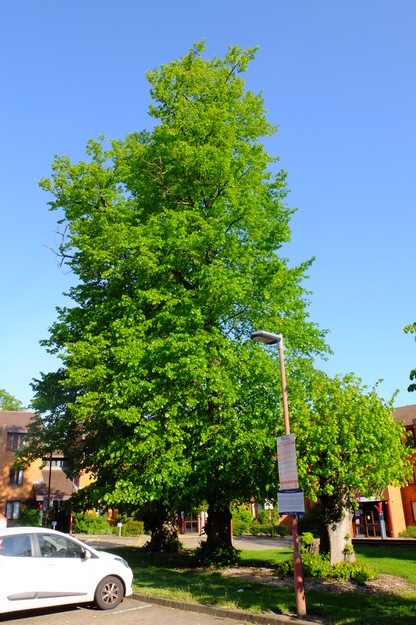 April tree photo