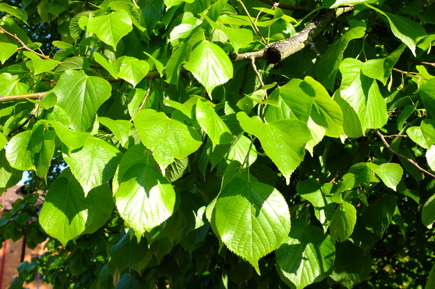 April close-up photo