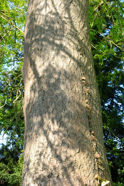 April close-up photo