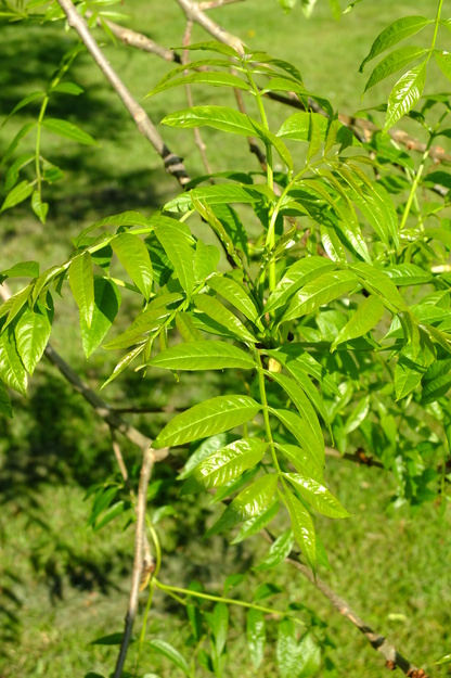 April close-up photo