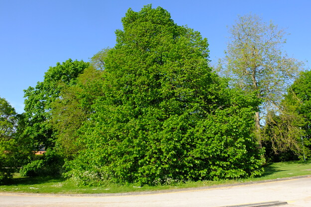 April tree photo