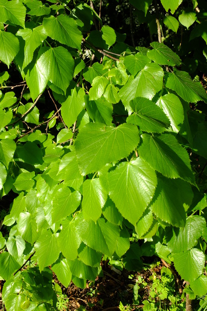 April close-up photo