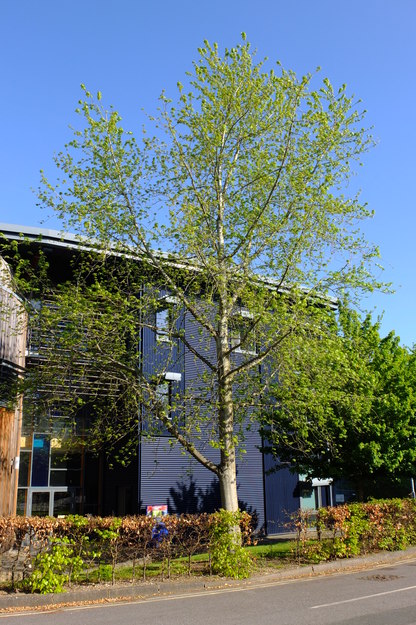April tree photo