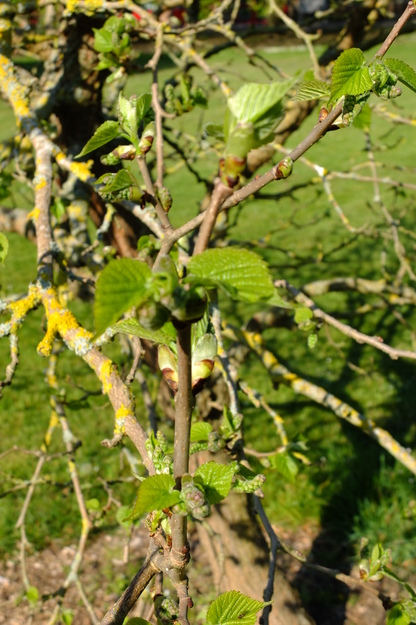 April close-up photo