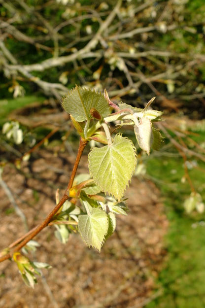 April close-up photo