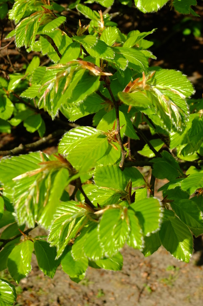 April close-up photo