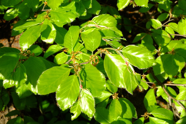 April close-up photo