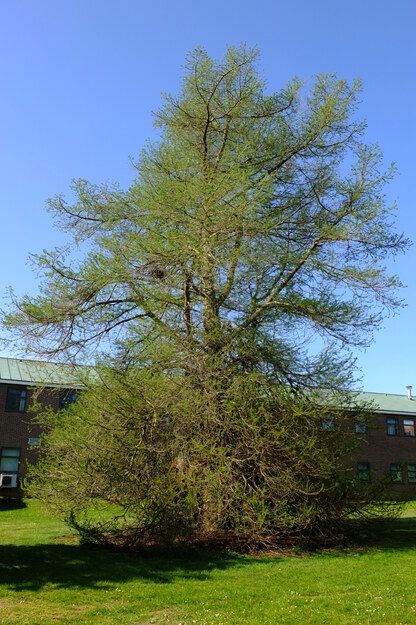 April tree photo