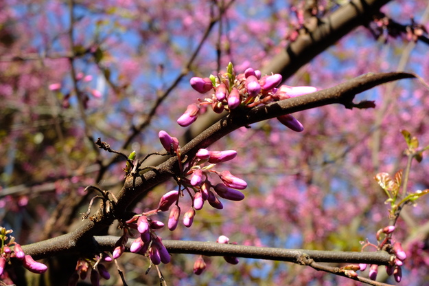 April close-up photo