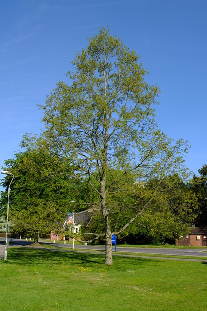 April tree photo
