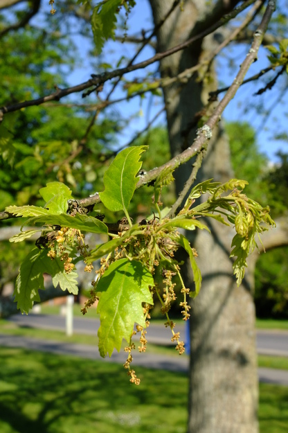 April close-up photo
