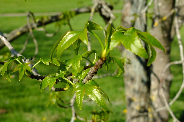April close-up photo