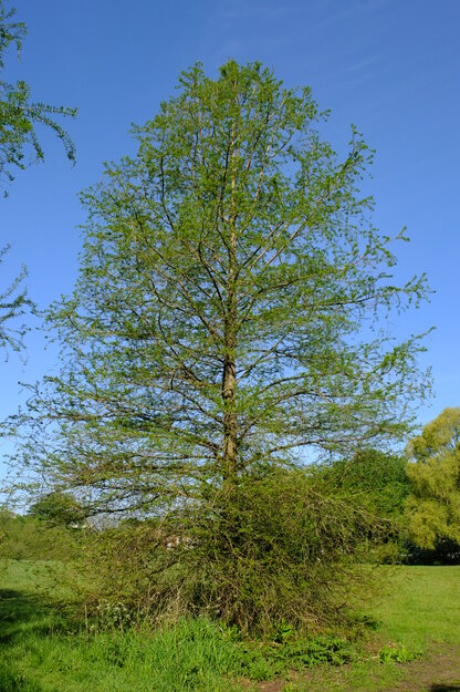 April tree photo