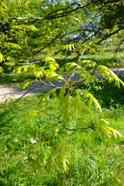April close-up photo