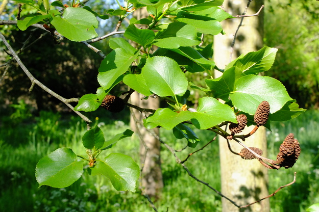 April close-up photo
