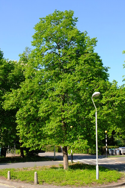 April tree photo