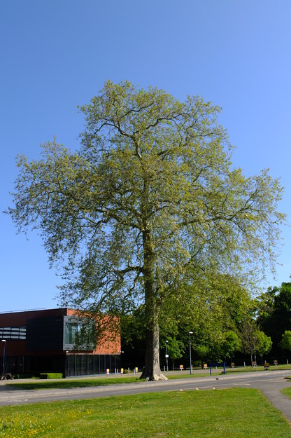 April tree photo