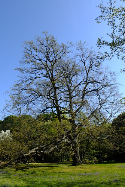 April tree photo