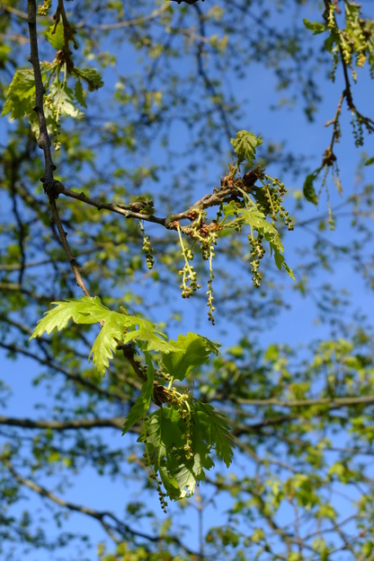 April close-up photo