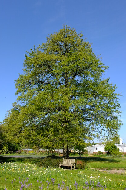 April tree photo