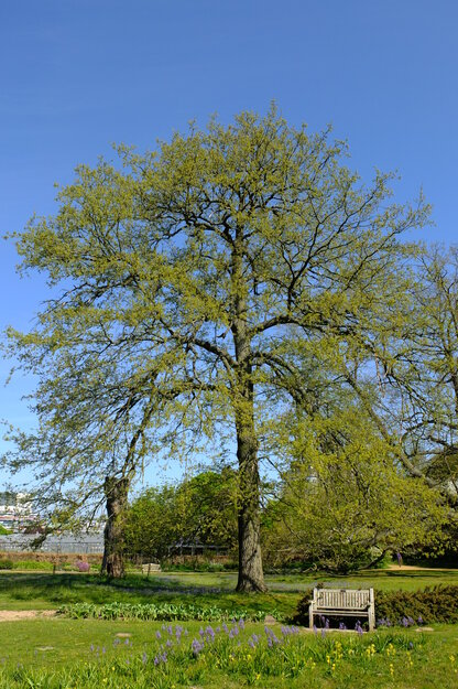 April tree photo