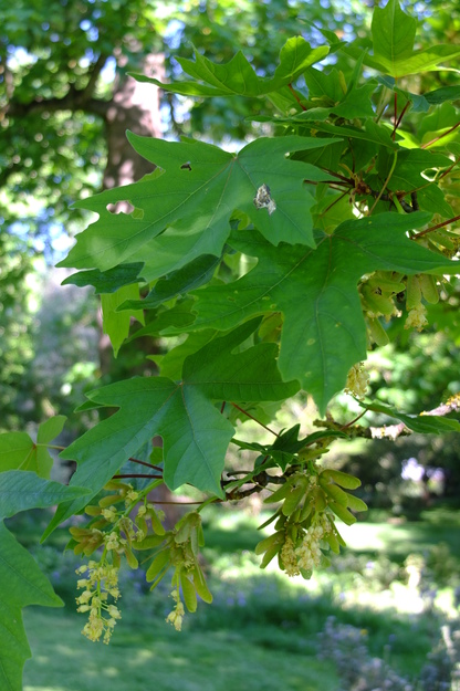April close-up photo