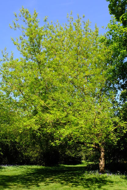 April tree photo