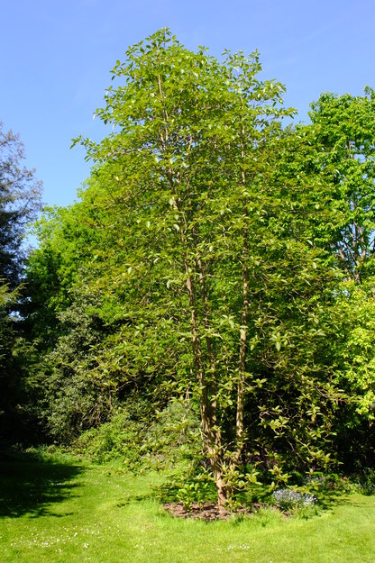 April tree photo