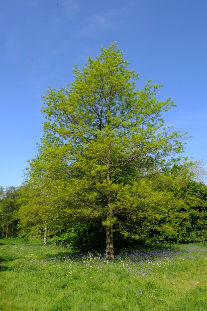 April tree photo