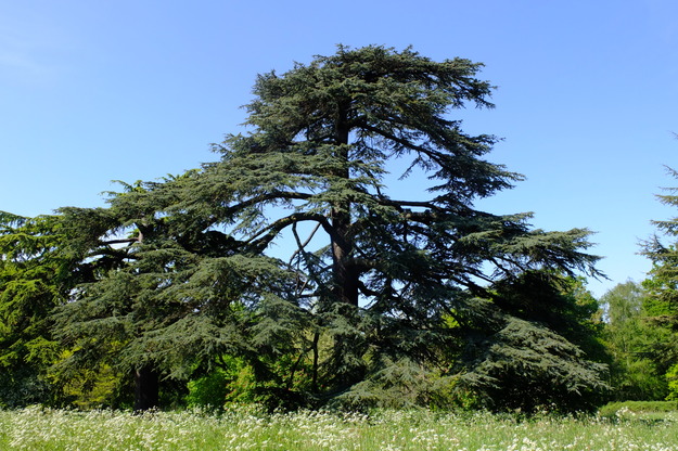 Wessex Way tree photo