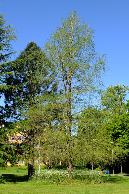 May tree photo