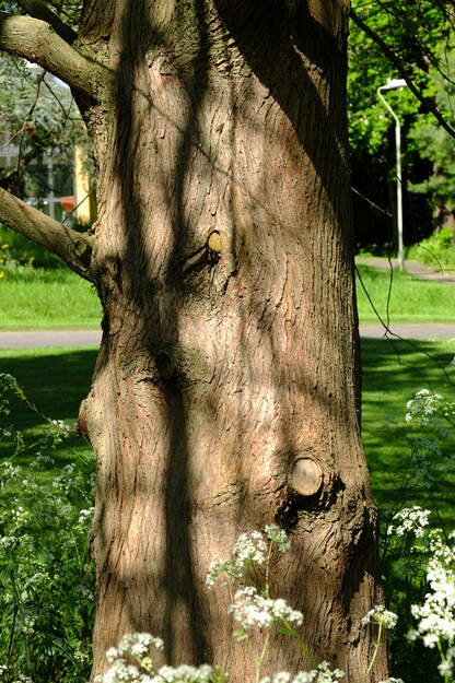 May close-up photo
