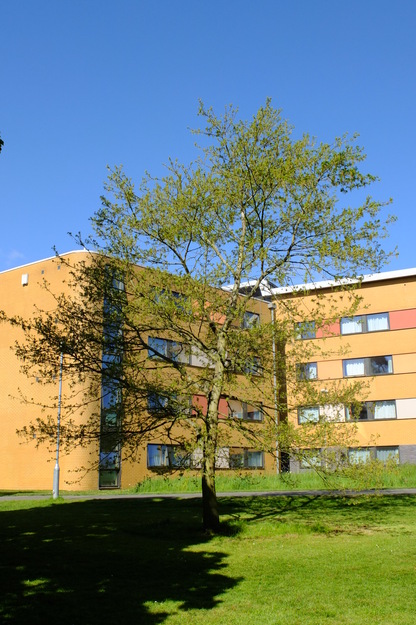 May tree photo