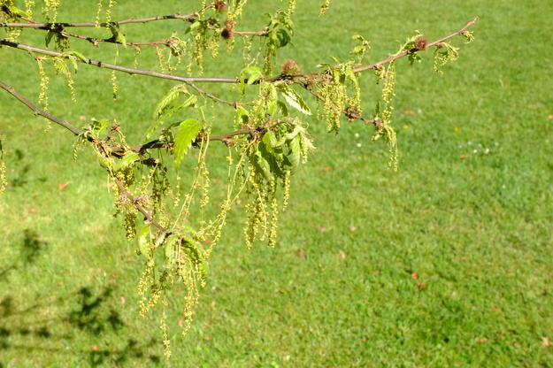 May close-up photo