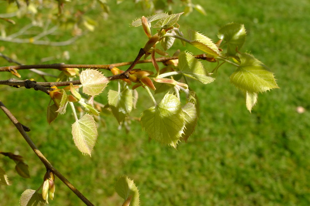 May close-up photo