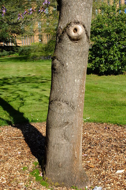 May close-up photo