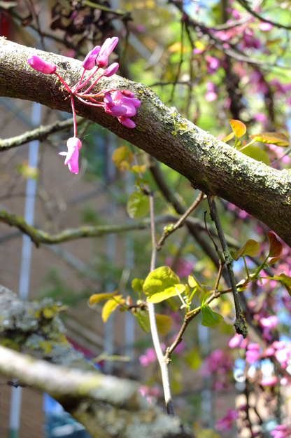 May close-up photo