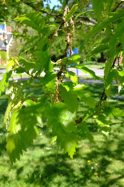 May close-up photo