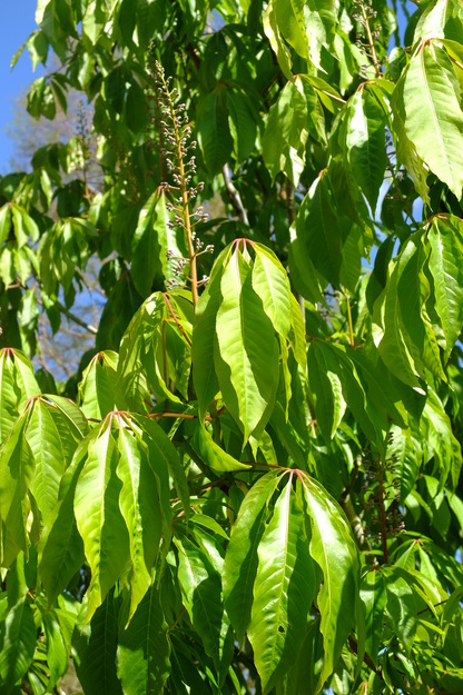 May close-up photo