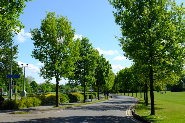 May tree photo