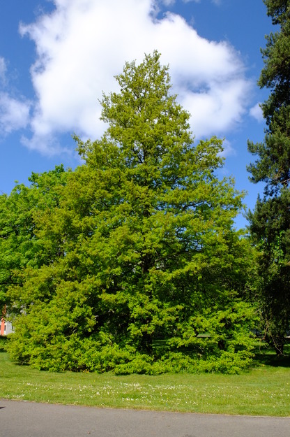 May tree photo