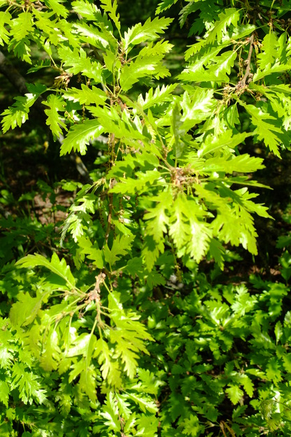 May close-up photo