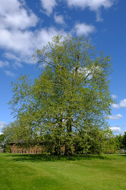 May tree photo