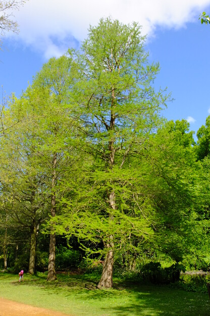 May tree photo