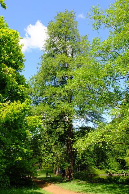 May tree photo