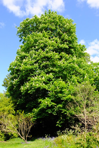 May tree photo