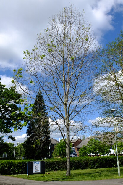 May tree photo