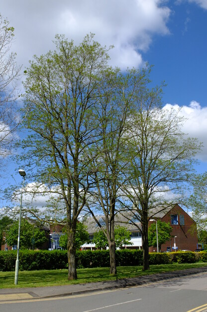 May tree photo