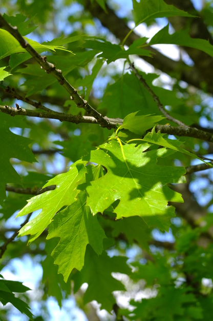 May close-up photo