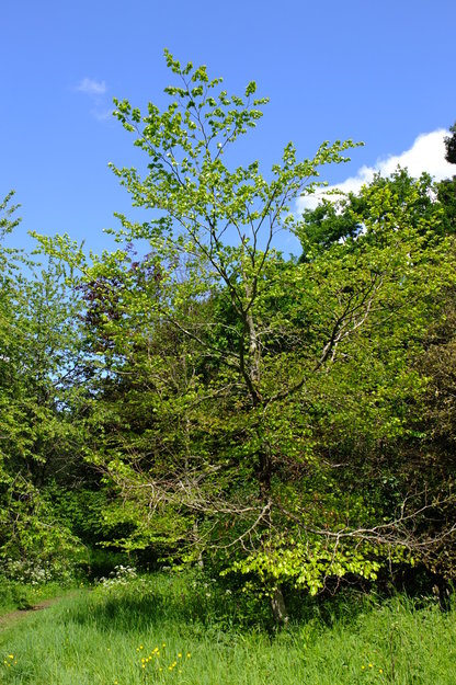May tree photo
